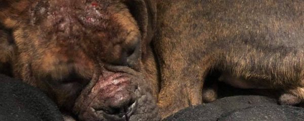 The killing is OVERWHELMING at the shelter!!!