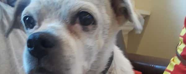 Please help us help Stella …