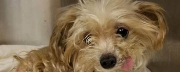 PLEASE DONATE TO SAVE SWEETHEART