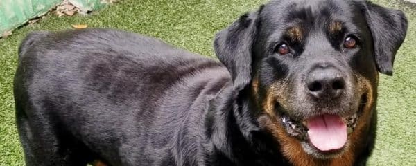 Sadly our Van has gone to the Rainbow Bridge