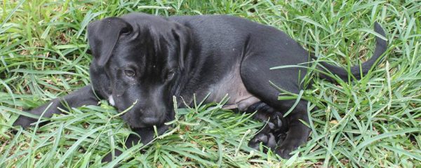 Happy Adoption day Weston