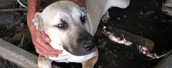 URGENT CALL FOR HELP RURAL MIAMI