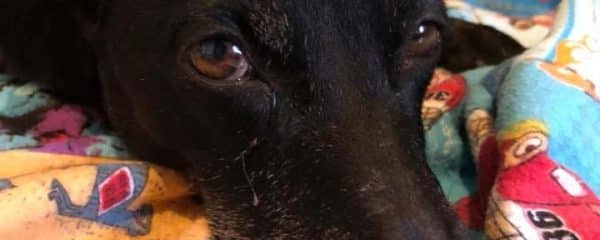 We are Desperately seeking a loving foster for Mommy Xena.