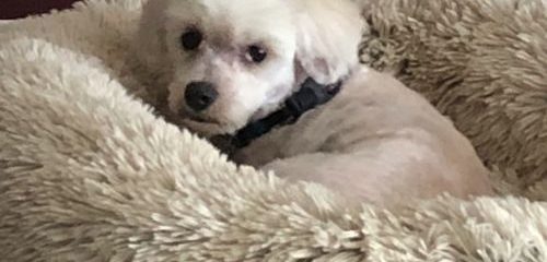 Josie after her Grooming from being completely matted to the skin!