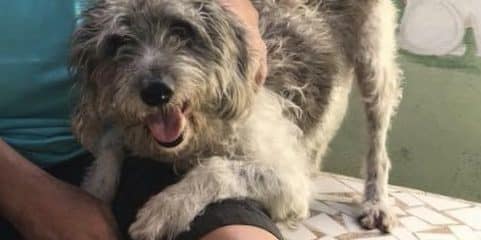 Bailey saved for Miami Dade Animal Services .