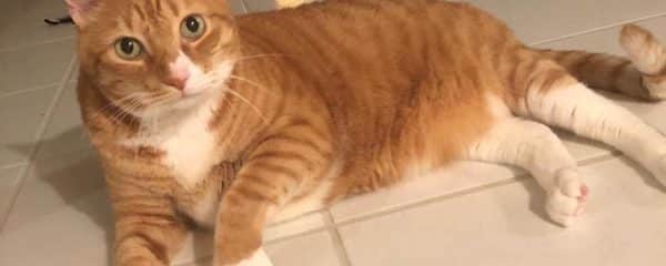 Courtesy Post – help us help Tabby
