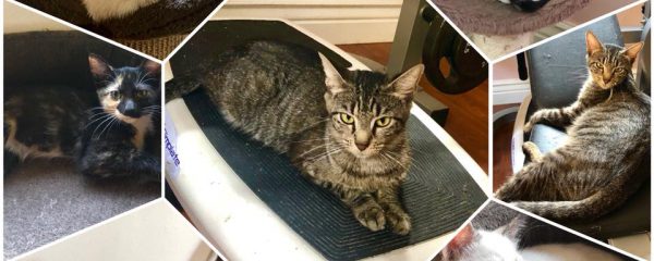 All 6 kittens and their Mommy are in need of loving homes.