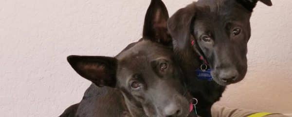 Godiva & her son Gage Bonded pair