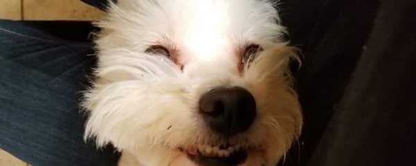 Morning update with Maddy a loving female 3 yr Maltese mix.