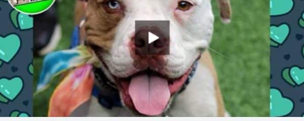 PLEASE HELP US FIND FOREVER LOVING HOMES OR FOSTERS.