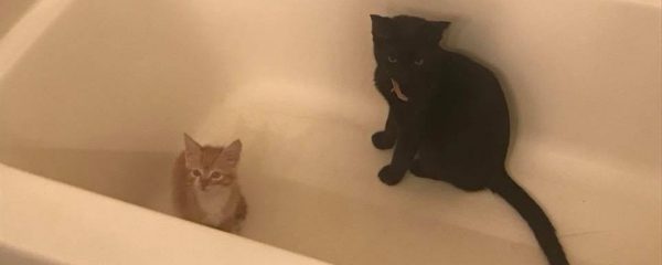 Mimosa is Adopted