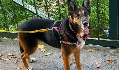 Leyna is looking for her forever home…