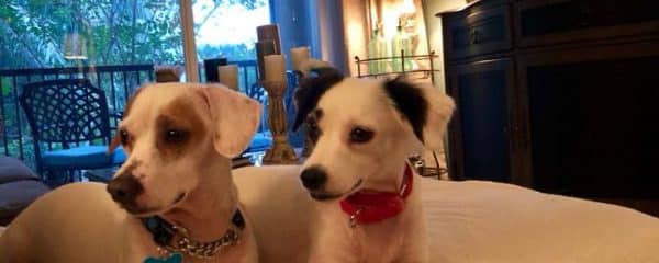Good Night from Sonny and Cher