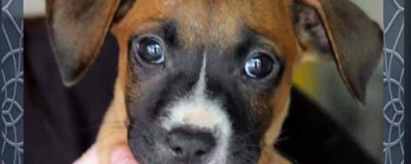 It’s Puppy Time!!! Capri
