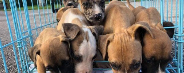 7 INNOCENT PUPPIES 6 WEEKS OF AGE LEFT CRAMMED INTO A CRATE IN MIAMI