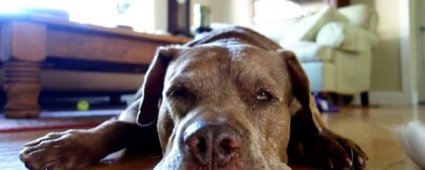 PLEASE SAY A PRAYER AS WE LET OUR LOUIE GO.