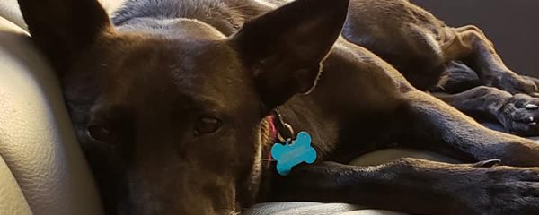 Godiva was spayed today