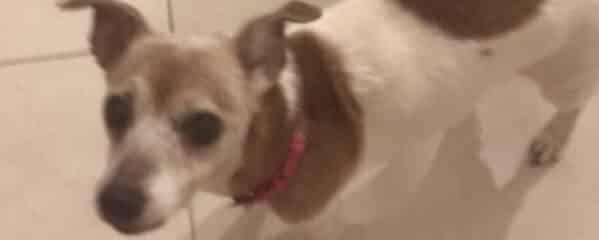 Owner moved and left his dogs behind!!!