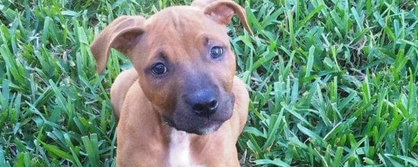Baldwin is up for adoption!
