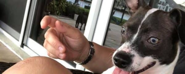 BENJAMIN NEEDS A FOSTER OR ADOPTER