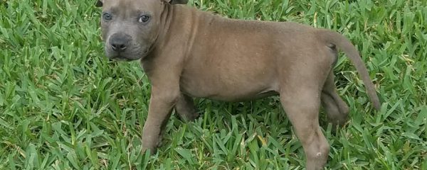 BRANDO is up for adoption!