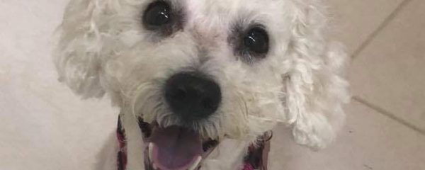 CHLOE NEEDS A HOME!