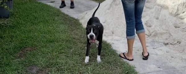 Found Dog – Dania Beach FL