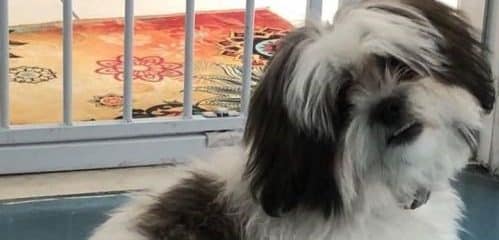 Daisy update