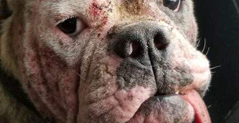FUNDRAISER FOR 100 + Abandoned dogs of Everglades Florida