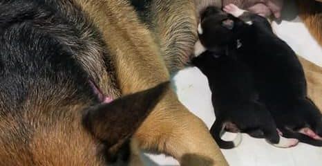Monday update with Mommy Angel & her puppies 