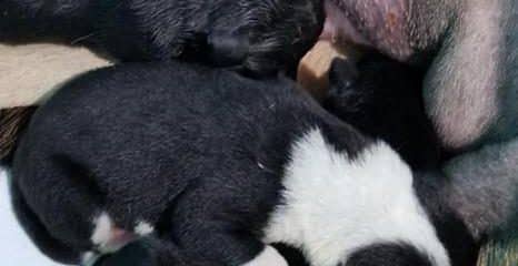 Mommy Angel is back at the Rescue House with her 9 puppies