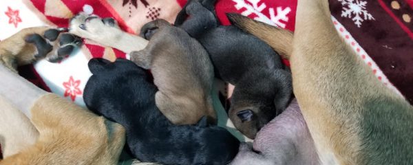 Angel & her puppies 6 days old