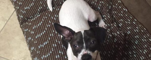 Benjamin still waits for his loving home…