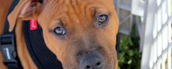 Benson is available for adoption
