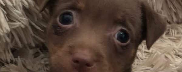 Puppy Fudge is up for adoption