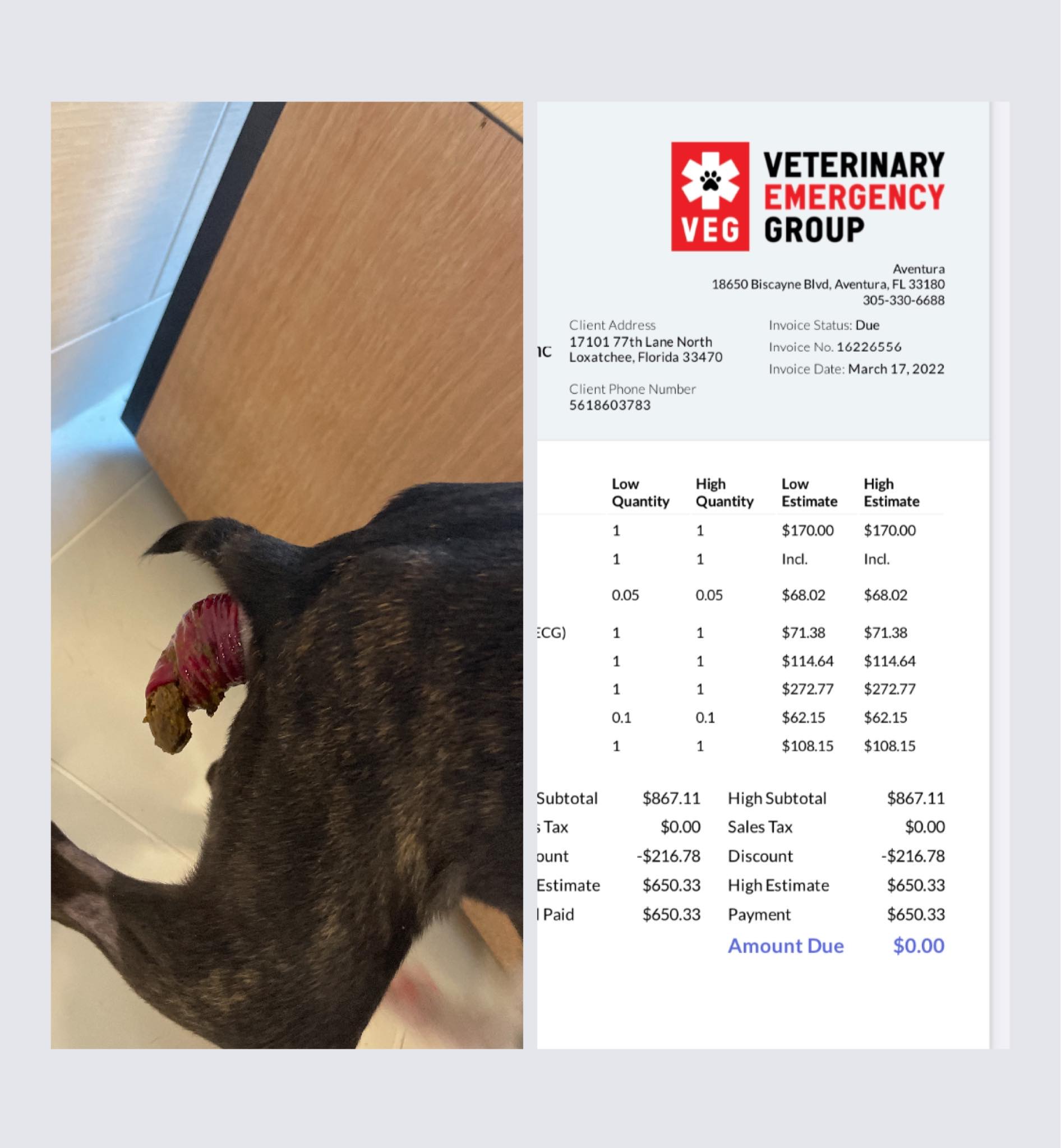 Puppy Rhea needs our help she was rushed to the emergency animal hospital  Yet again for her rectal prolapse. | 100+ Abandoned Dogs of Everglades  Florida, Inc.